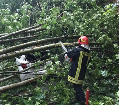 Tulcea: Patru maşini au fost avariate, după ce şapte copaci au fost doborâţi de vânt