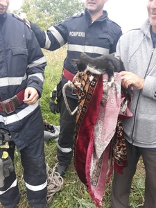 Botoşani: Pisică salvată de pompieri dintr-o fântână  - FOTO

