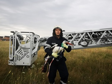 Argeş: Pompierii au salvat o barză prinsă între firele de curent electric - FOTO, VIDEO