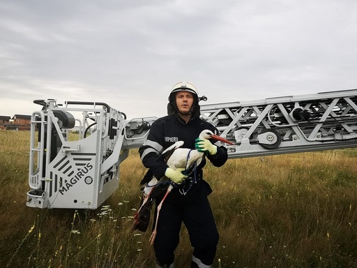 Argeş: Pompierii au salvat o barză prinsă între firele de curent electric - FOTO, VIDEO