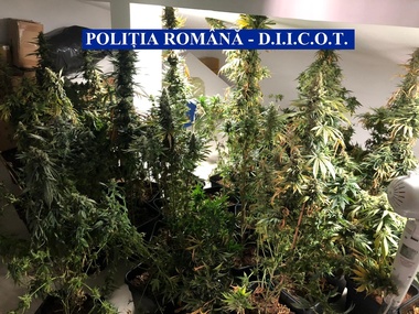 Bărbat arestat preventiv după ce ar fi înfiinţat, ajutat de sora lui, o cultură de cannabis într-un imobil din Voluntari