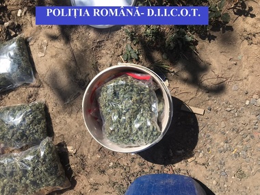 Tulcea: Trei tineri care au înfiinţat o cultură de cannabis au fost reţinuţi