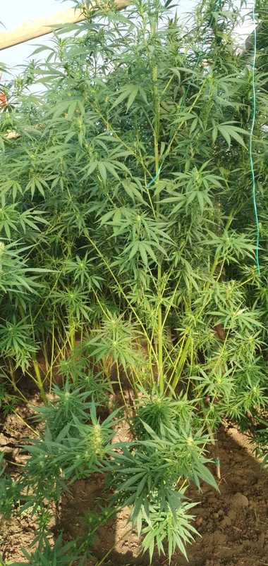 Iaşi: 18 percheziţii la locuinţele unor persoane suspectate de trafic de droguri/ Au fost descoperite două culturi de cannabis, precum şi droguri de mare risc - FOTO, VIDEO