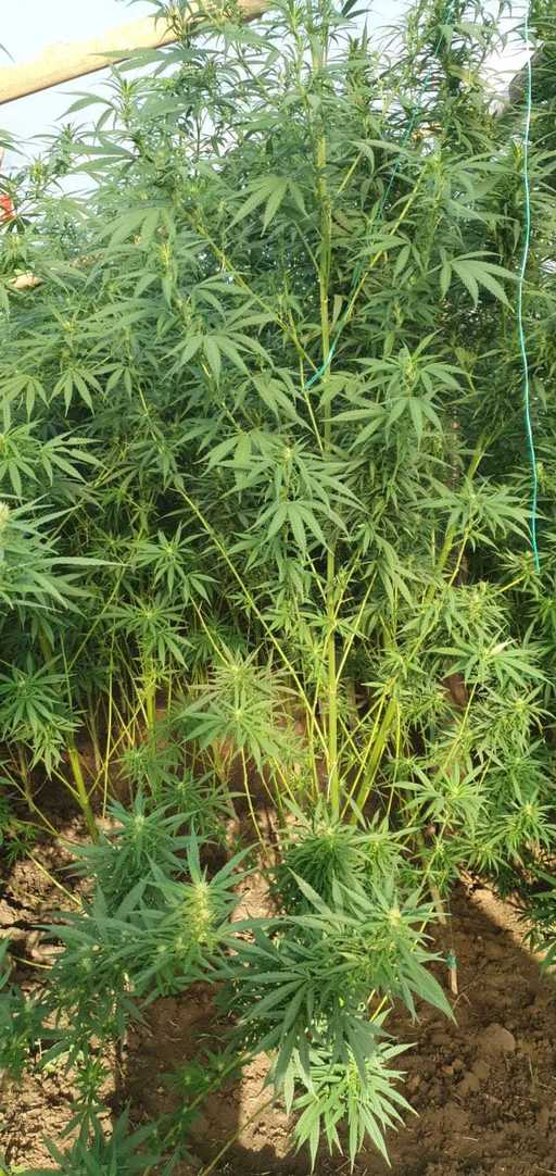 Iaşi: 18 percheziţii la locuinţele unor persoane suspectate de trafic de droguri/ Au fost descoperite două culturi de cannabis, precum şi droguri de mare risc - FOTO, VIDEO