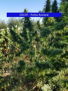 Cultură de cannabis, ascunsă în viţă de vie, într-o comună din Argeş