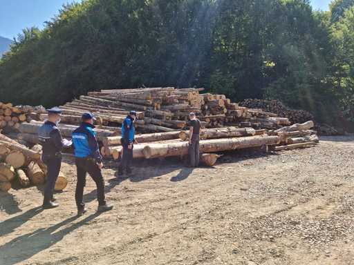 Peste 70 de persoane, cercetate în 112 dosare penale deschise de poliţişti în urma unor controale pentru protejarea pădurilor, în ultima săptămână