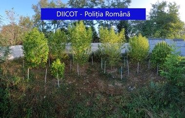 O cantitate de 95 de kilograme de cannabis, ridicată de poliţişti şi procurorii DIICOT Târgu Mureş în urma unor percheziţii făcute în judeţele Cluj şi Mureş - VIDEO