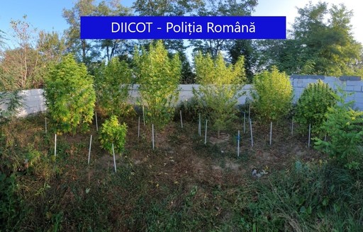 O cantitate de 95 de kilograme de cannabis, ridicată de poliţişti şi procurorii DIICOT Târgu Mureş în urma unor percheziţii făcute în judeţele Cluj şi Mureş - VIDEO