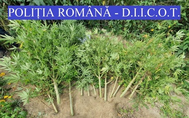 Cluj: Doi bărbaţi, arestaţi preventiv după ce în locuinţele lor a fost descoperită o cultură de cannabis