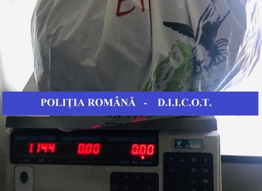 Cultură de cannabis, descoperită de procurorii DIICOT Oradea la Beiuş/ Un tânăr a fost reţinut, de la locuinţa acestuia fiind ridicat peste un kilogram de muguri de cannabis