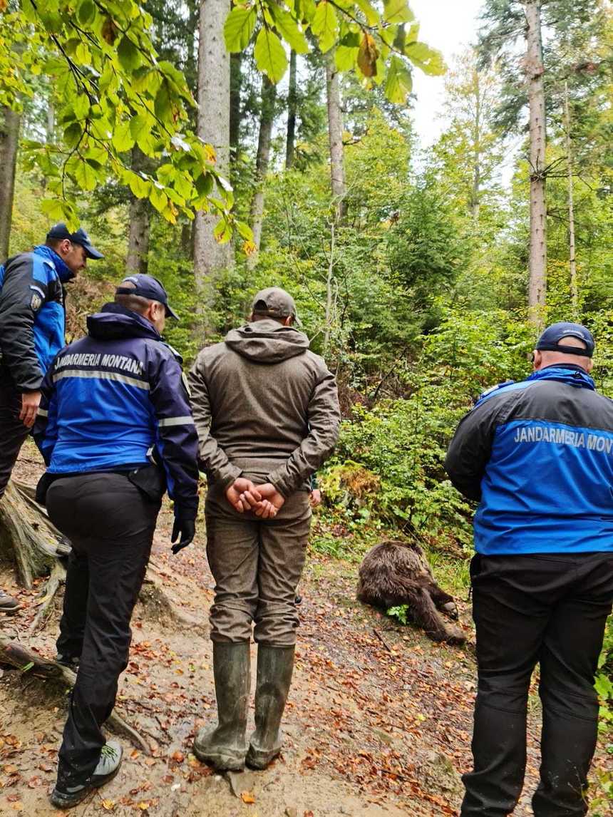 Ursul agresiv care şi-a făcut apariţia pe traseul spre Cascada Urlătoarea a fost capturat şi va fi relocat pe acelaşi fond de vânătoare