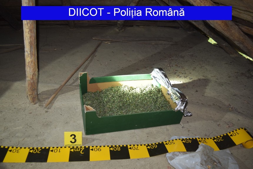 Doi tineri din Botoşani, reţinuţi după ce ar fi înfiinţat o cultură de cannabis; la percheziţii poliţiştii şi procurorii DIICOT au găsit aproximativ un kilogram de cannabis
