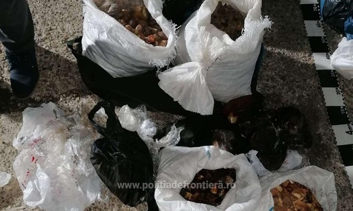 Aproximativ 250 kg de pietre semipreţioase, presupuse a fi chihlimbar, depistate la frontiera cu Ucraina - VIDEO. FOTO