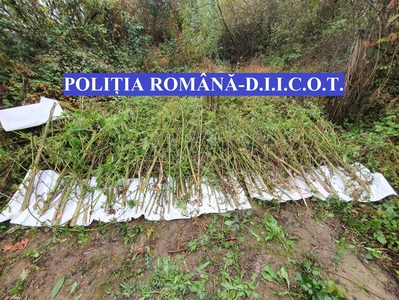 Peste 142 de kilograme de plante de cannabis, găsite în urma unor percheziţii făcute de poliţiştii şi procurorii DIICOT Cluj/ Patru bărbaţi au fost reţinuţi - VIDEO