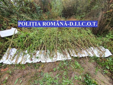 Peste 142 de kilograme de plante de cannabis, găsite în urma unor percheziţii făcute de poliţiştii şi procurorii DIICOT Cluj/ Patru bărbaţi au fost reţinuţi - VIDEO