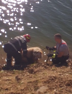 Intervenţie a pompierilor din Giurgiu pentru a salva un câine nevăzător, care căzuse într-un lac de agrement - FOTO
