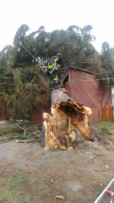 Un brad de aproximativ 15 metri a căzut peste mai multe garaje, în Sibiu; pompierii intervin pentru a-l îndepărta - FOTO