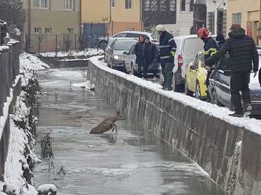 Alba: Intervenţie a pompierilor din oraşul Cîmpeni pentru salvarea unei căprioare care rămăsese blocată într-un sloi de gheaţă, în albia unei văi - FOTO, VIDEO