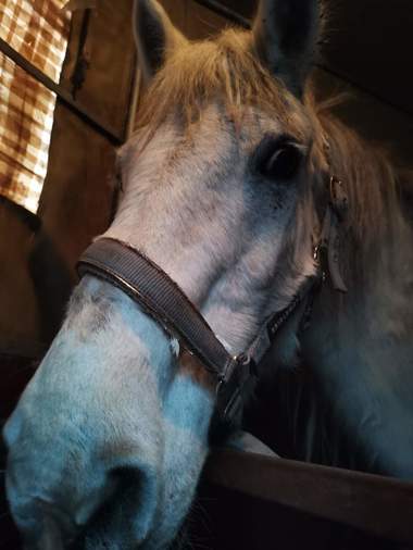 Cal căzut la pământ, biciuit de doi bărbaţi în Hunedoara. Animalul a fost confiscat de poliţişti - VIDEO