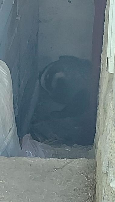 Teleorman: Intervenţie a jandarmilor pentru a scoate un bursuc care a intrat într-o pivniţă / Animalul a fost tranchilizat şi va fi eliberat în pădure - FOTO/ VIDEO