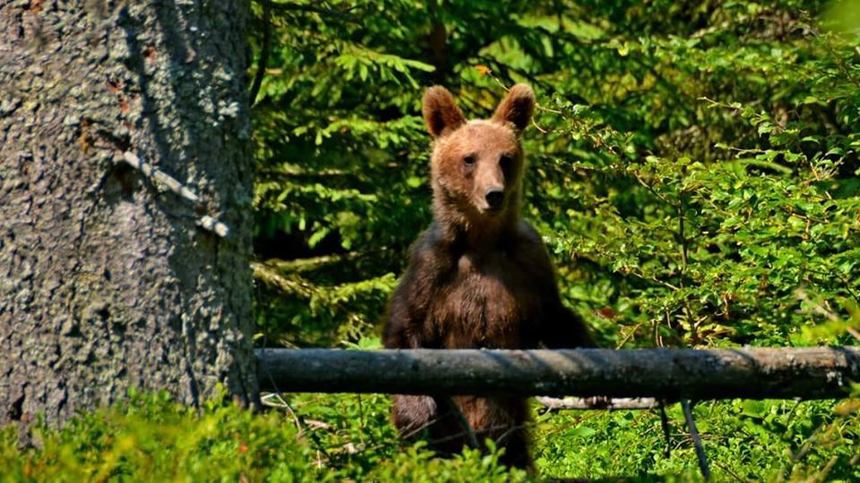 Jandarmii au intervenit  pentru îndepărtarea unui urs din Gheorgheni care se hrănea din tomberoane - VIDEO