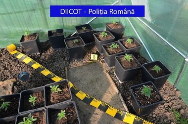 Culturi indoor de droguri, descoperite de procurori şi poliţişti în Argeş şi Arad. Patru tineri sunt cercetaţi în două dosare penale - FOTO
