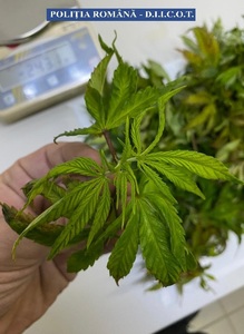 Un bărbat la care anchetatorii au găsit culturi indoor de cannabis, arestat preventiv 
