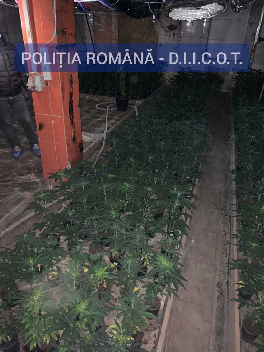 Cultură de cannabis cu peste 700 de plante, descoperită într-o comună doljeană. Doi spanioli au fost arestaţi în acest caz - FOTO, VIDEO