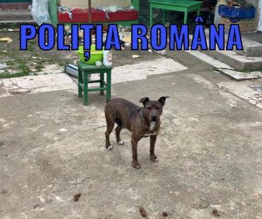 Arad: Trei câini care erau în stare de pericol, fiind privaţi de hrană şi apă de cel puţin cinci zile, plasaţi în adăpost de poliţiştii Biroului Poliţia Animalelor - FOTO / VIDEO