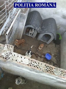 Arad: 25 de câini ţinuţi în condiţii improprii, găsiţi de poliţişti şi preluaţi de o asociaţie - FOTO, VIDEO
