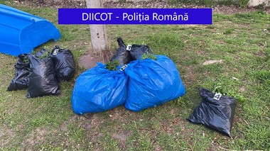 Galaţi: Un bărbat şi o femeie, arestaţi preventiv după ce au fost prinşi când încercau să arunce în Dunăre trei saci cu plante de cannabis pe care le cultivaseră - FOTO, VIDEO