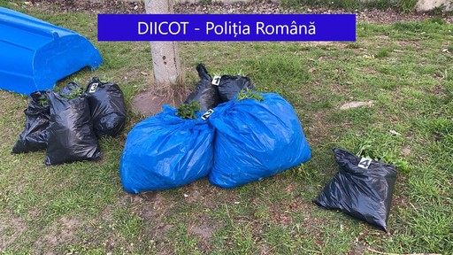 Galaţi: Un bărbat şi o femeie, arestaţi preventiv după ce au fost prinşi când încercau să arunce în Dunăre trei saci cu plante de cannabis pe care le cultivaseră - FOTO, VIDEO