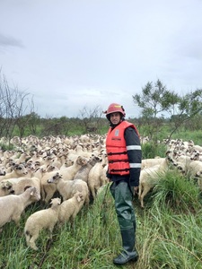 Dâmboviţa - Intervenţie a pompierilor pentru salvarea unui cioban şi a 800 de oi, de pe un islaz înconjurat de apă - FOTO