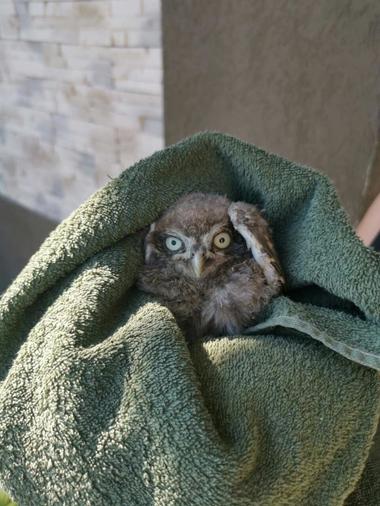 Pui de bufniţă, salvat de pompieri, într-o localitate de lângă Timişoara - FOTO, VIDEO