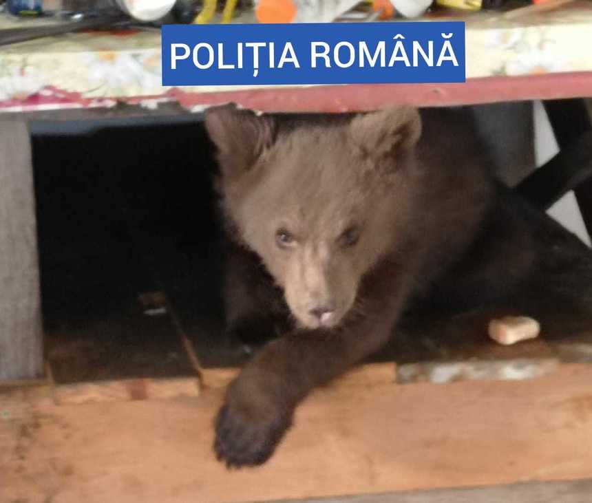 UPDATE - Maramureş: Bărbat cercetat după ce în locuinţa sa s-au găsit peste 40 de kilograme de carne, cel mai probabil de vânat, o capcană şi un pui de urs/ Ministrul Mediului: Animalele sălbatice nu sunt animale de companie - FOTO, VIDEO