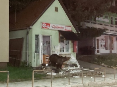 Harghita: Un urs a intrat într-o pensiune din Băile Tuşnad, iar un altul a pătruns într-un magazin din localitate - FOTO, VIDEO
