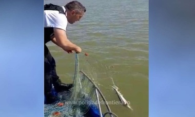 Sturioni prinşi în plase multifilament, eliberaţi de poliţiştii de frontieră tulceni - FOTO