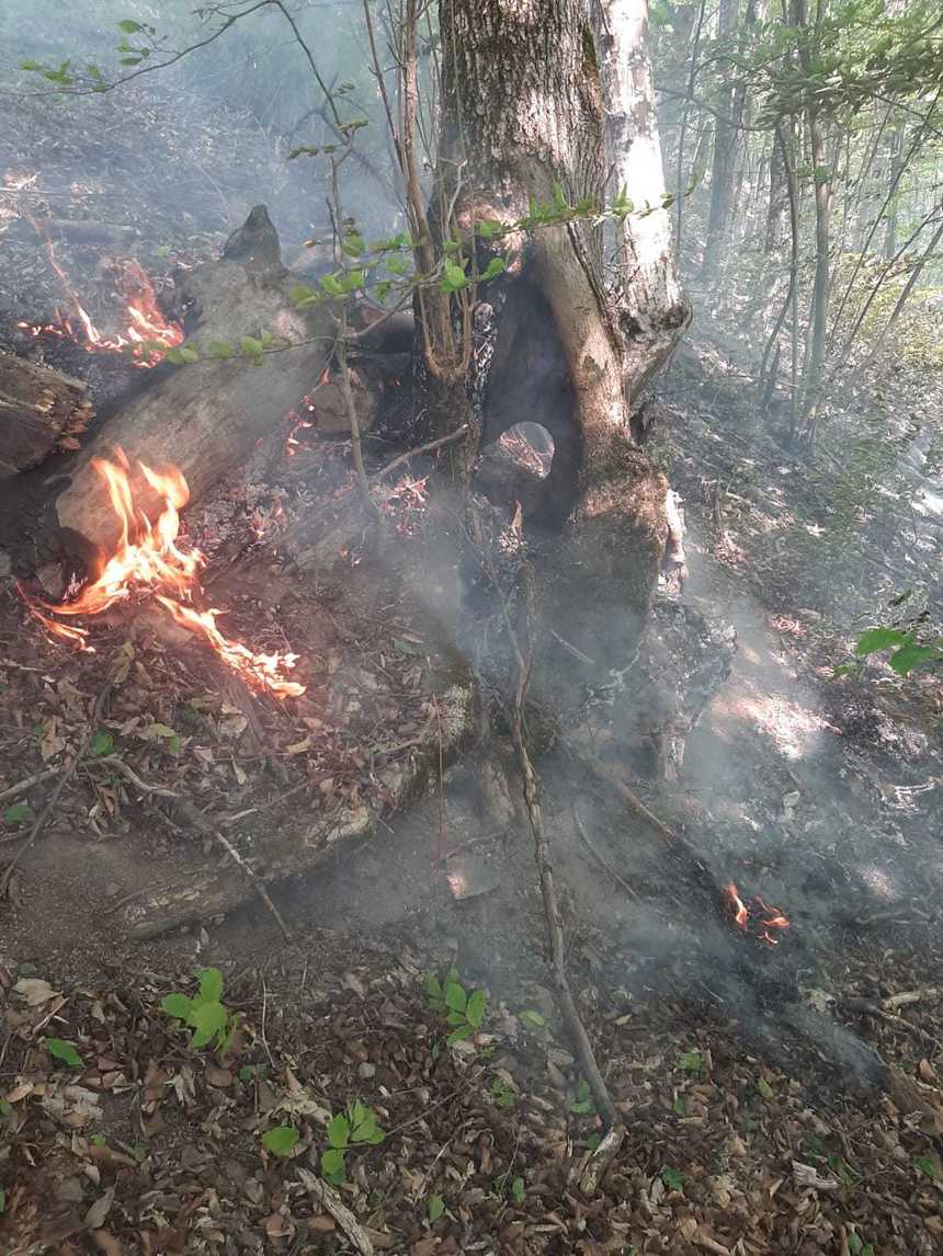 Incendiu de vegetaţie pe Clisura Dunării, în Parcul Naţional Porţile de Fier. A fost solicitată intervenţia unui elicopter al MAI
