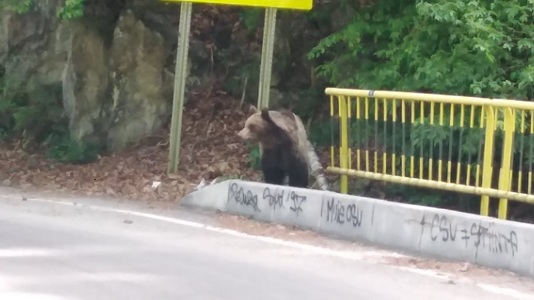 Argeş: 20 de apeluri care anunţau prezenţa urşilor în zona Transfăgărăşan, date în weekend la 112. Turistă amendată pentru că a hrănit un urs
