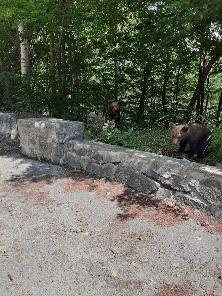 Argeş: Turistă amendată după ce a fotografiat urşii în zona Barajului Vidraru