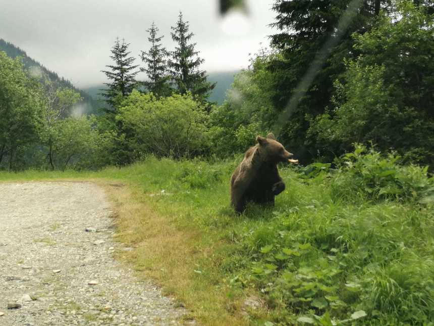 Harghita: Opt apeluri care semnalau prezenţa unor urşi, primite la sfârşitul săptămânii trecute. Un animal a fost îndepărtat de jandarmi de lângă un camping