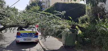 Prahova: Copac căzut peste o maşină de Poliţie