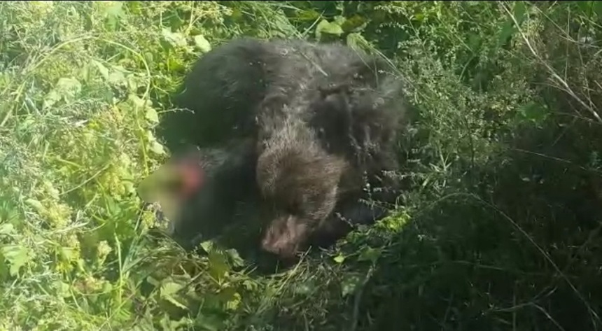 Bistriţa: Jandarmii, solicitaţi să intervină în cazul unui pui de urs rănit, găsit de pădurari