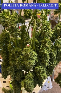 Argeş: Cultură de cannabis descoperită în localitatea Lereşti. Patru bucureşteni, suspectaţi că au cultivat şi vândut drogurile - FOTO
