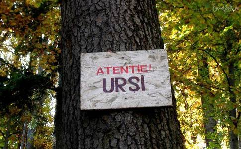 Bărbat atacat de urs în judeţul Sibiu / Victima a fost transportată la spital 

 