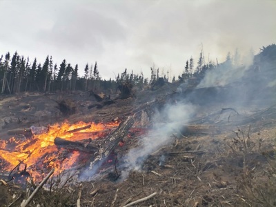 Harghita - Cinci hectare de pădure, afectate de un incendiu - au ars resturi de lemn adunate în grămezi şi cioate - FOTO