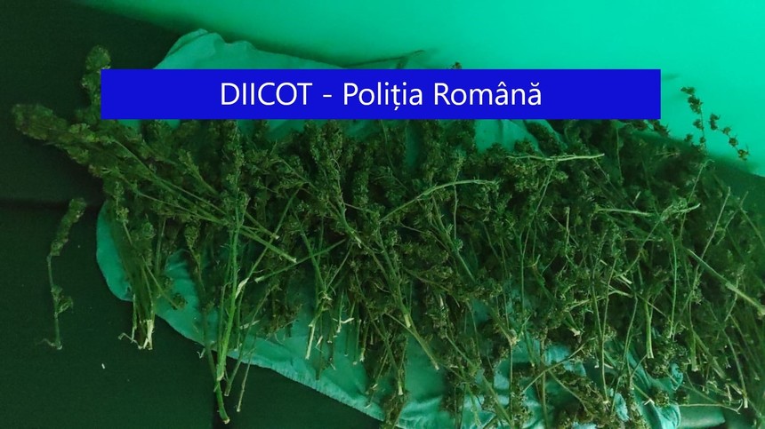 Constanţa: Cultură de cannabis, descoperită de poliţişti la Cernavodă/ În urma percheziţiilor au fost găsite 100 de kilograme de substanţă vegetală şi un bărbat a fost reţinut - VIDEO