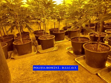 Iaşi: Opt reţineri într-un dosar care vizează traficul de droguri de mare risc. Anchetatorii au descoperit cinci culturi de cannabis într-o comună din judeţ