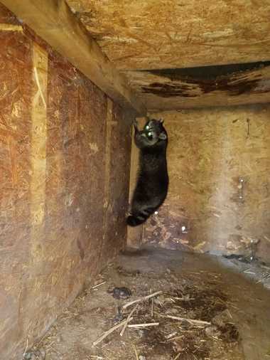 Un raton a fost găsit în curtea unui constănţean. Animalul a fost prins de specialişti şi dus la Microrezervaţie 