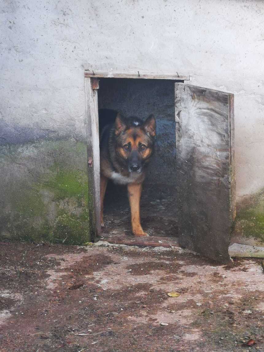 Ialomiţa: Bătrâni salvaţi de jandarmi, după ce se baricadaseră în casă de teama propriului câine